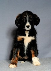 Aussiedoodle Puppy for sale in MONTROSE, CO, USA