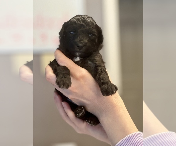 Medium Photo #5 Aussiedoodle Miniature  Puppy For Sale in CLOVER, SC, USA