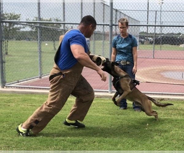 Medium Photo #1 Belgian Malinois Puppy For Sale in WHITESBORO, TX, USA