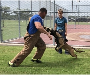 Father of the Belgian Malinois puppies born on 02/24/2026