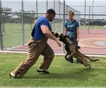 Small Photo #1 Belgian Malinois Puppy For Sale in WHITESBORO, TX, USA