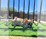 Small #5 French Bulldog