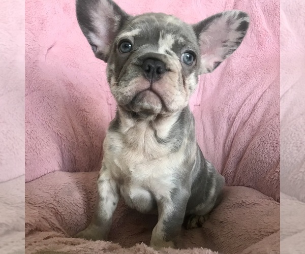Medium Photo #1 French Bulldog Puppy For Sale in COCOA, FL, USA