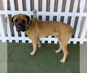 Mastiff Dogs for adoption in Modesto, CA, USA