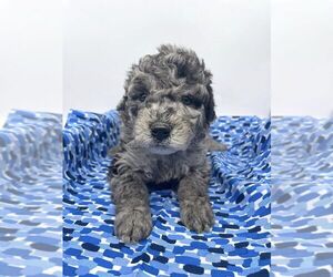 Goldendoodle (Miniature) Puppy for sale in MOUNT CORY, OH, USA