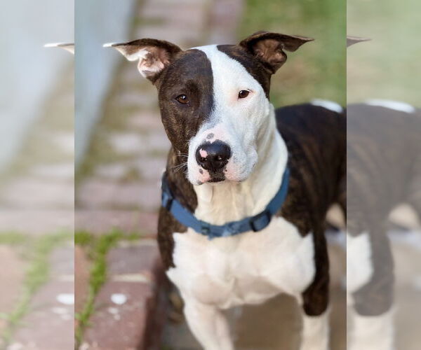 Medium Photo #3 Bull Terrier-Unknown Mix Puppy For Sale in Marina Del Rey, CA, USA