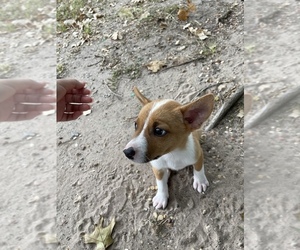 Australian Cattle Dog Puppy for sale in FORT WORTH, TX, USA