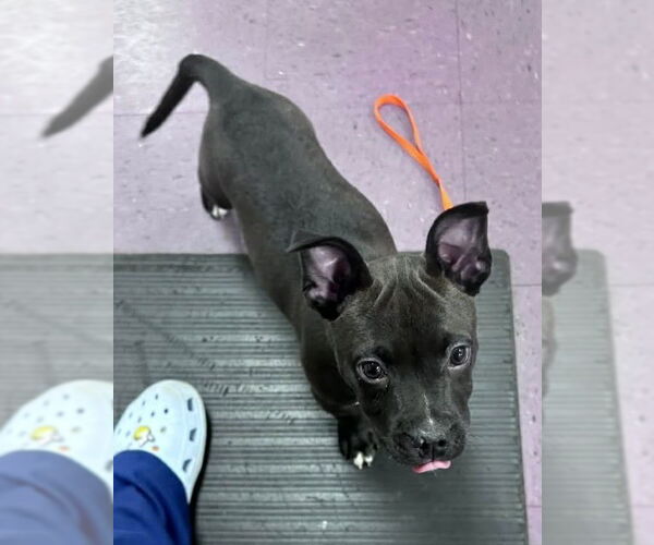 Medium Photo #2 American Pit Bull Terrier-Siberian Husky Mix Puppy For Sale in Wetumpka, AL, USA