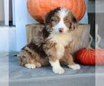 Bella - Female Bernedoodle (Miniature) Puppy for Sale - Photo #4