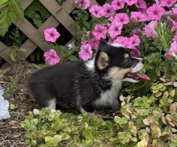 Medium Photo #2 Pembroke Welsh Corgi Puppy For Sale in THORP, WI, USA