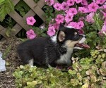 Small #1 Pembroke Welsh Corgi
