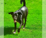 Small #1 Labrador Retriever Mix