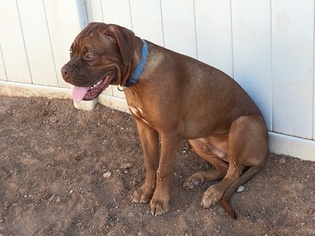 Dogue de Bordeaux Puppy for sale in RED ROCK, AZ, USA