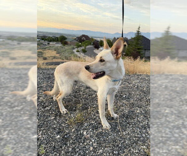 Medium Photo #9 German Shepherd Dog-Unknown Mix Puppy For Sale in Sandy, UT, USA