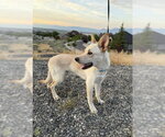 Small #8 German Shepherd Dog Mix