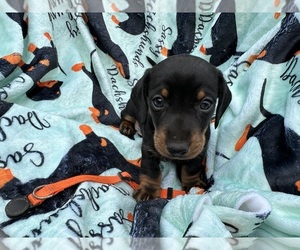 Dachshund Puppy for sale in BENNINGTON, OK, USA