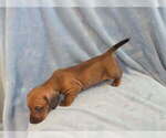 Small #2 Dachshund