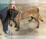 Small #3 Mutt