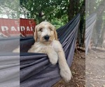 Puppy Everest Bordoodle