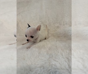 Chihuahua Puppy for Sale in SHERMAN, Texas USA