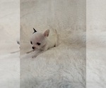 Small Chihuahua