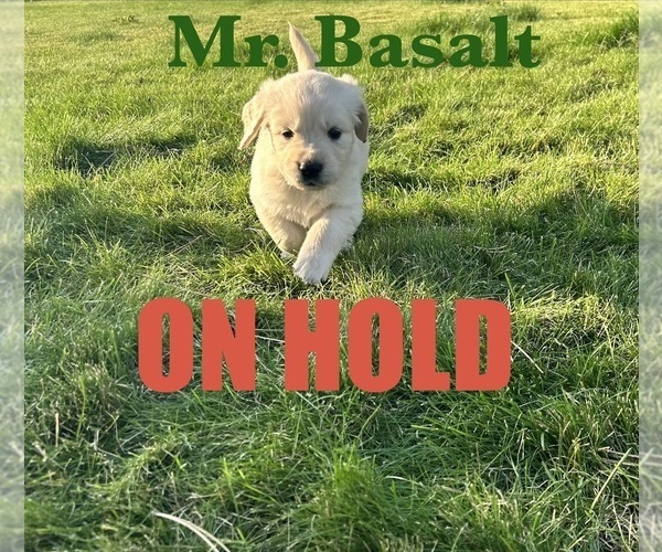 Medium Photo #1 English Cream Golden Retriever Puppy For Sale in ELLENSBURG, WA, USA