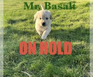 Medium English Cream Golden Retriever