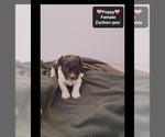 Small #1 Poodle (Toy)-Zuchon Mix