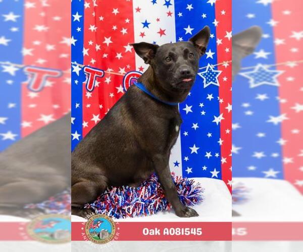 Medium Photo #2 Labrador Retriever-Unknown Mix Puppy For Sale in Mobile, AL, USA