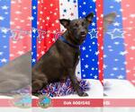Small #1 Labrador Retriever Mix