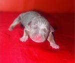 Small Photo #31 American Bully Puppy For Sale in TRENTON, NJ, USA