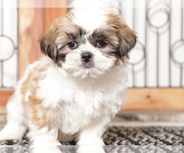 Medium Photo #2 Shih Tzu Puppy For Sale in NAPLES, FL, USA