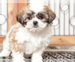 Small #1 Shih Tzu