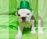 Small Photo #11 English Bulldog Puppy For Sale in HAMILTON, OH, USA