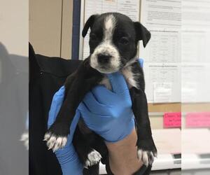 Mutt Dogs for adoption in Conroe, TX, USA