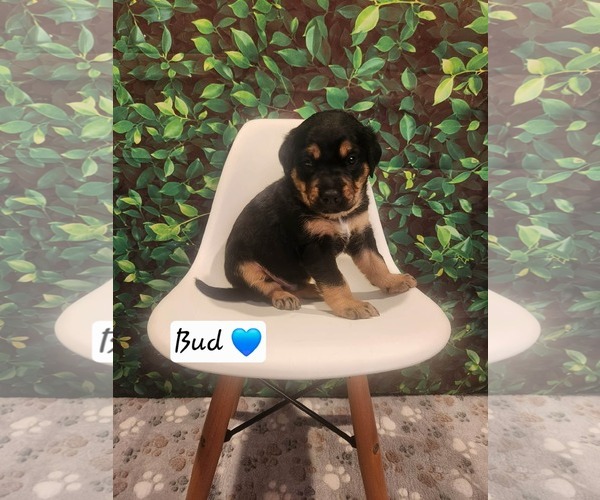 Medium Photo #3 Coonhound Puppy For Sale in Clinton , MI, USA