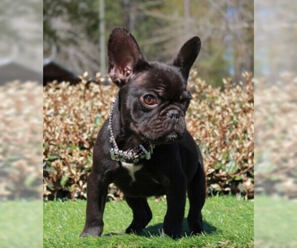 Medium Photo #1 French Bulldog Puppy For Sale in WAYCROSS, GA, USA