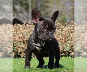 French Bulldog Puppy for sale in WAYCROSS, GA, USA