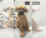 Puppy Lilith Cane Corso