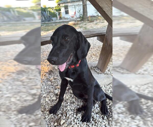 Medium Photo #1 Labrador Retriever-Unknown Mix Puppy For Sale in San Antonio, TX, USA