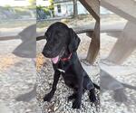 Small Labrador Retriever Mix
