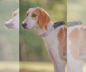 Mutt Dogs for adoption in Rustburg, VA, USA