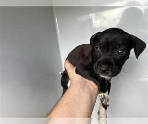 Chihuahua-Unknown Mix Dogs for adoption in Houston, TX, USA