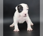 Image preview for Ad Listing. Nickname: Achilles