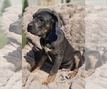 Small #1 Cane Corso