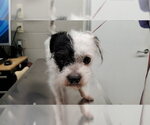*PINOT - Male Norfolk Terrier-Unknown Mix Dog for Adoption - Small photo