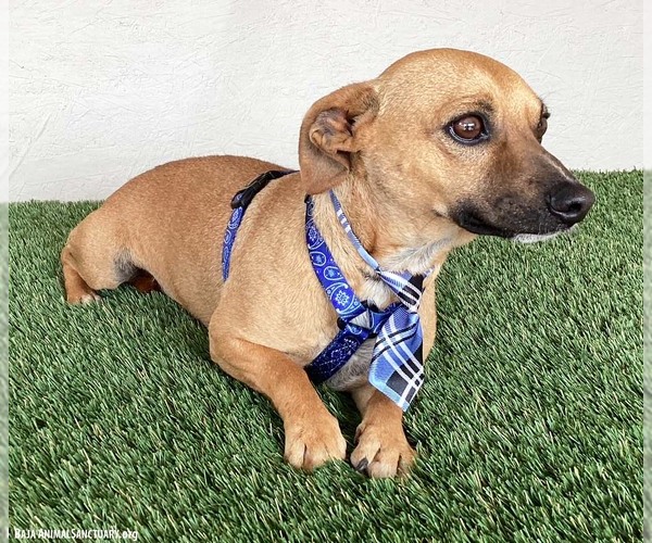 Medium Photo #2 Chiweenie Puppy For Sale in San Diego, CA, USA