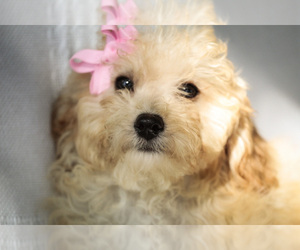 Poochon Puppy for sale in ELKTON, KY, USA