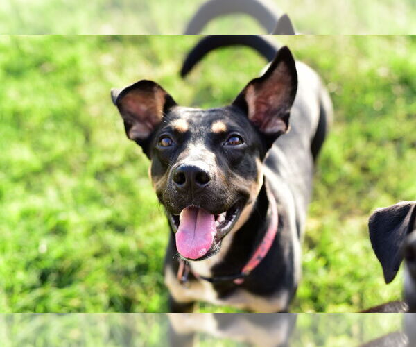 Medium Photo #1 Mutt Puppy For Sale in Katy, TX, USA