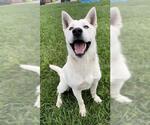 Small #1 Labrador Retriever-Siberian Husky Mix